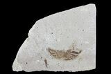 Fossil Pea Crab (Pinnixa) From California - Miocene #74474-2